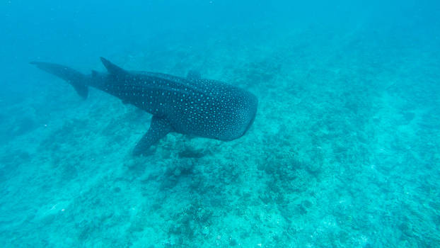 Whaleshark