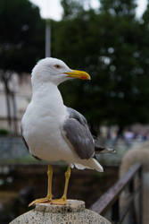 Seagull