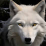 WhiteWolf