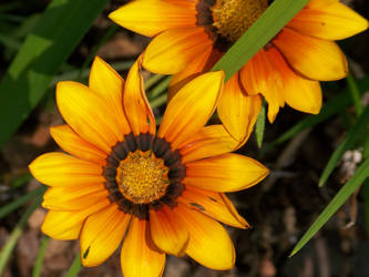 Sunlight In A Flowers Eye