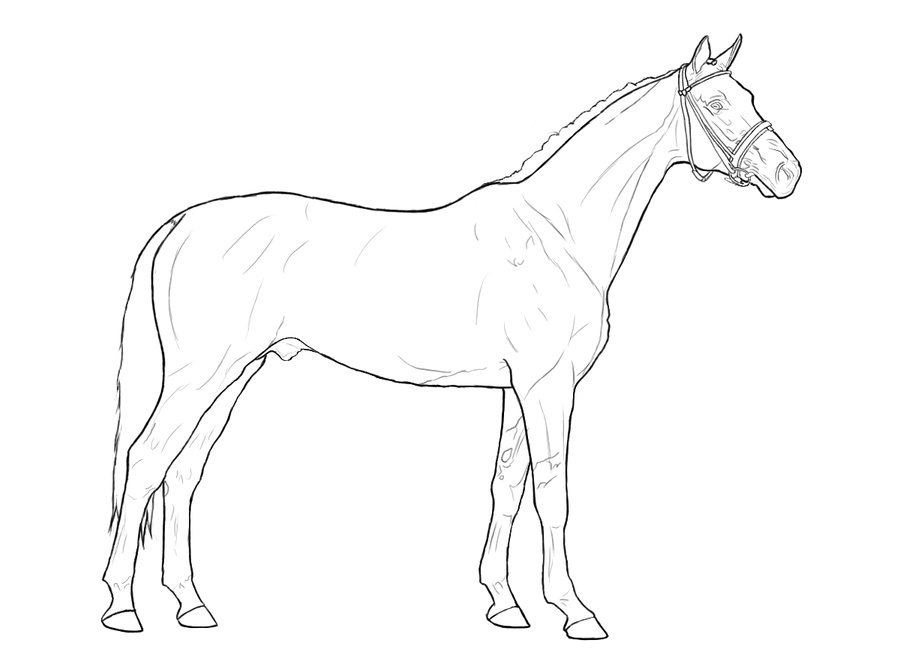 Swedish Warmblood Lineart