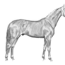 Swedish Warmblood Lineart greyscale