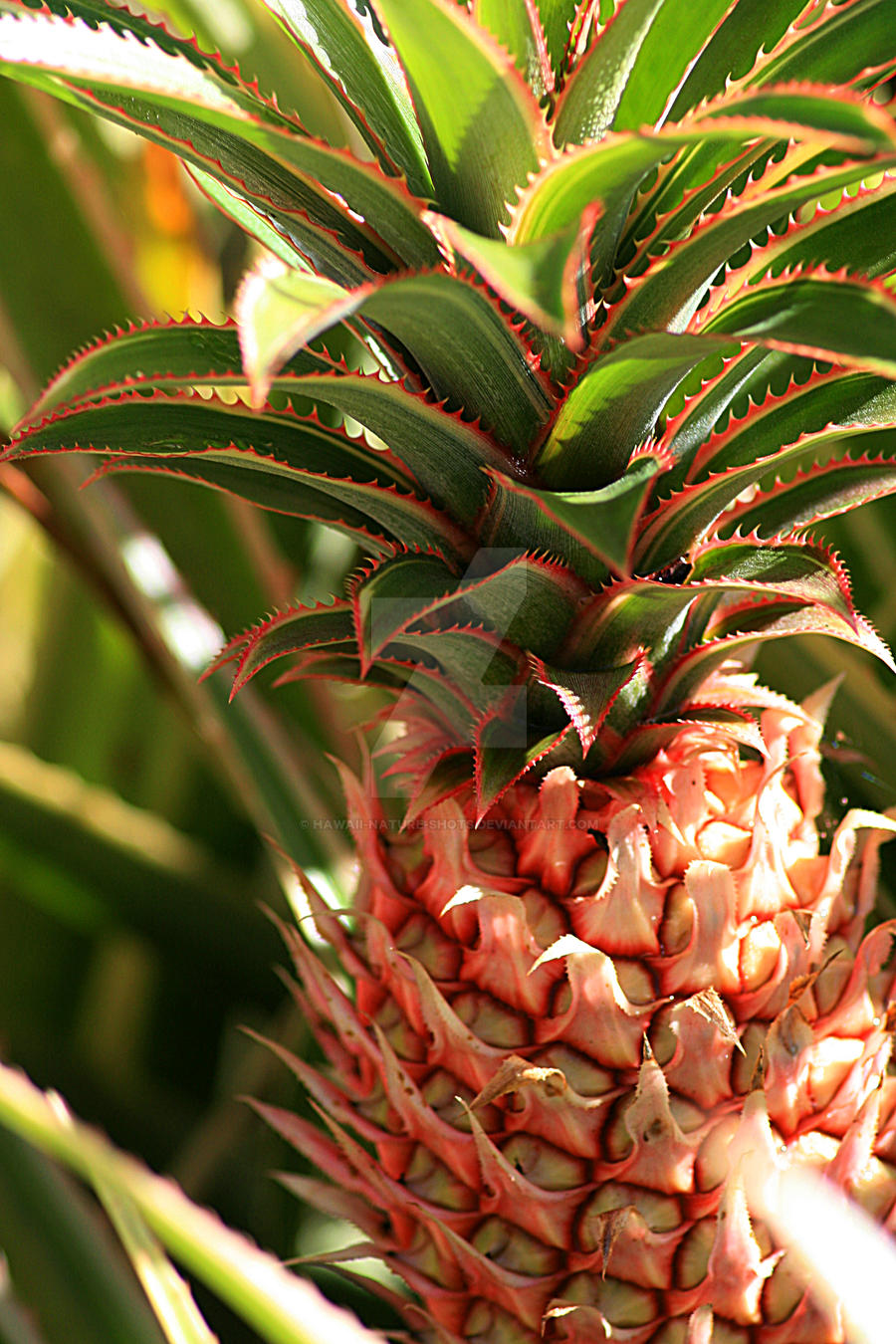 Pink Pinon Pink Pineapple by hawaii-nature-shots on DeviantArt