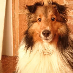 My sheltie