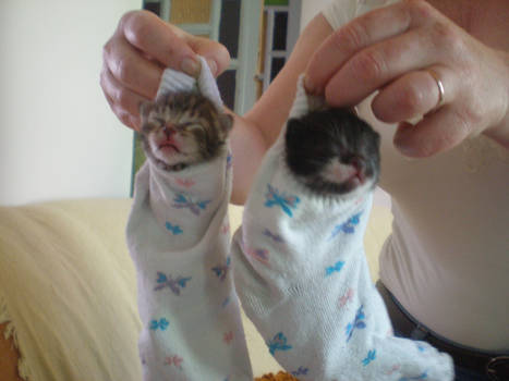 cats in socks 2