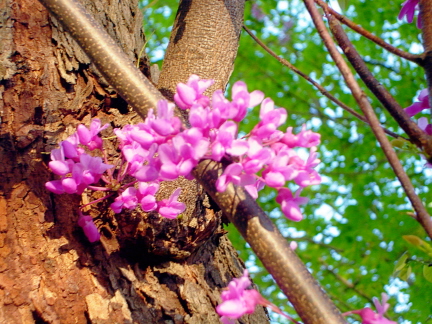 Redbuds