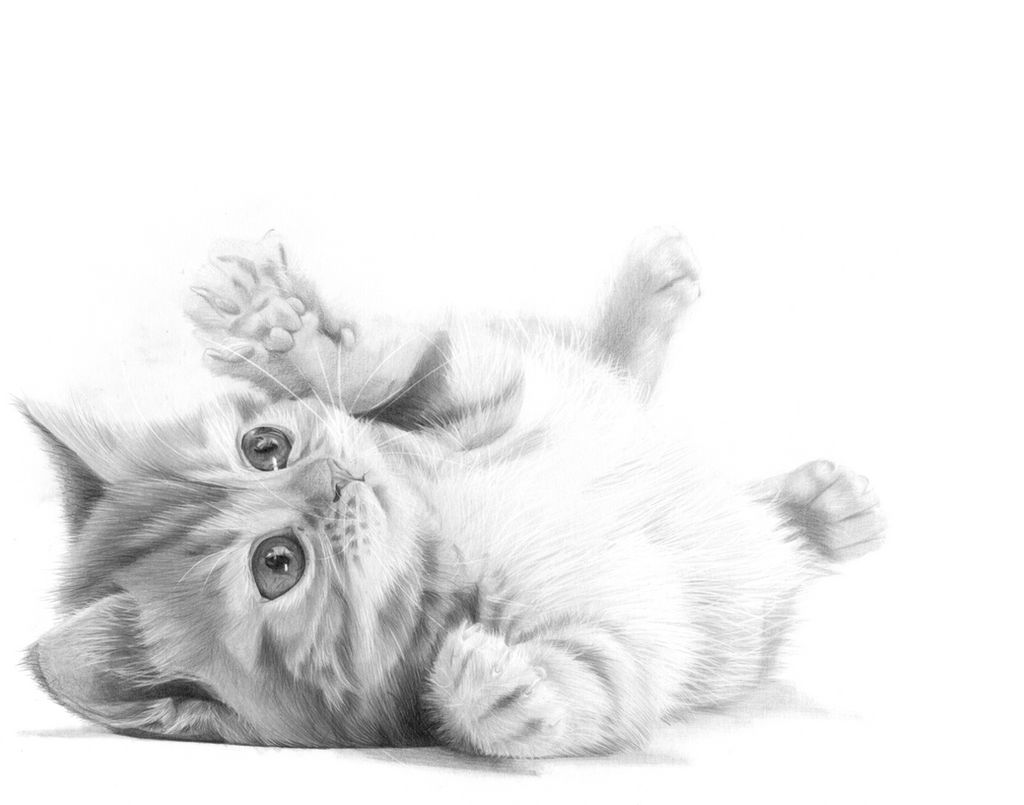 Puddy Cat