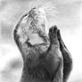 Mr Otter Praying