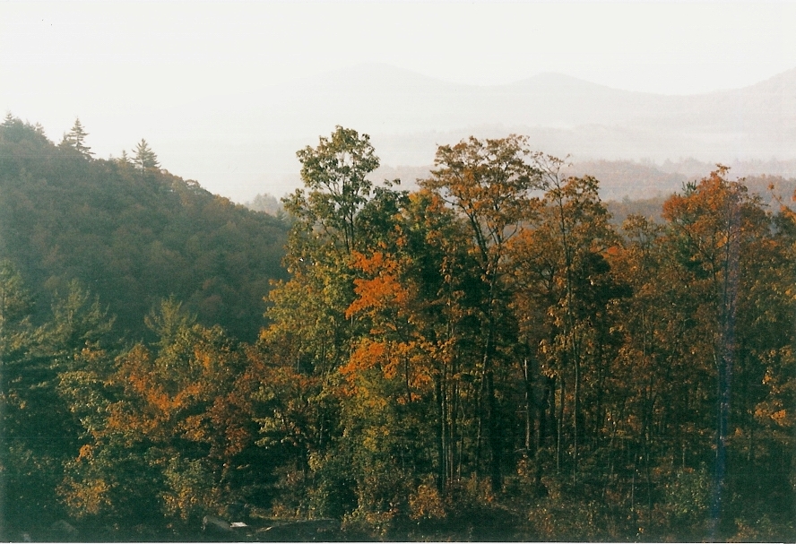 North Carolina Canopy 1992