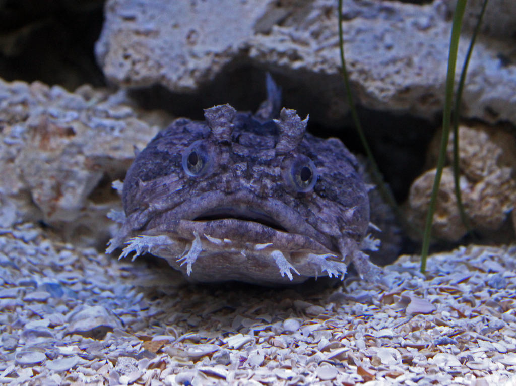 Toadfish