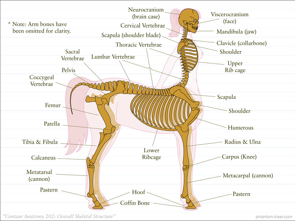 Centaur Anatomy 202: Overall Skeletal Structure by phantom-inker on ...