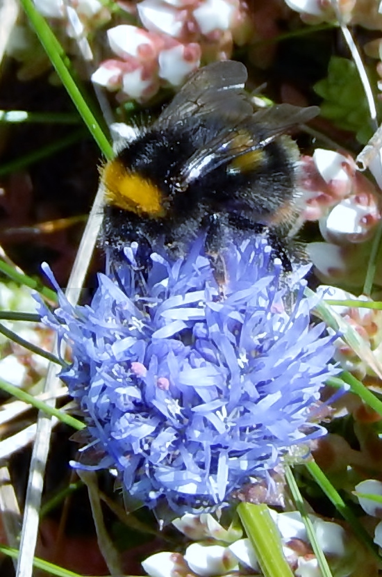 Godrevy Cornwall - Bumble