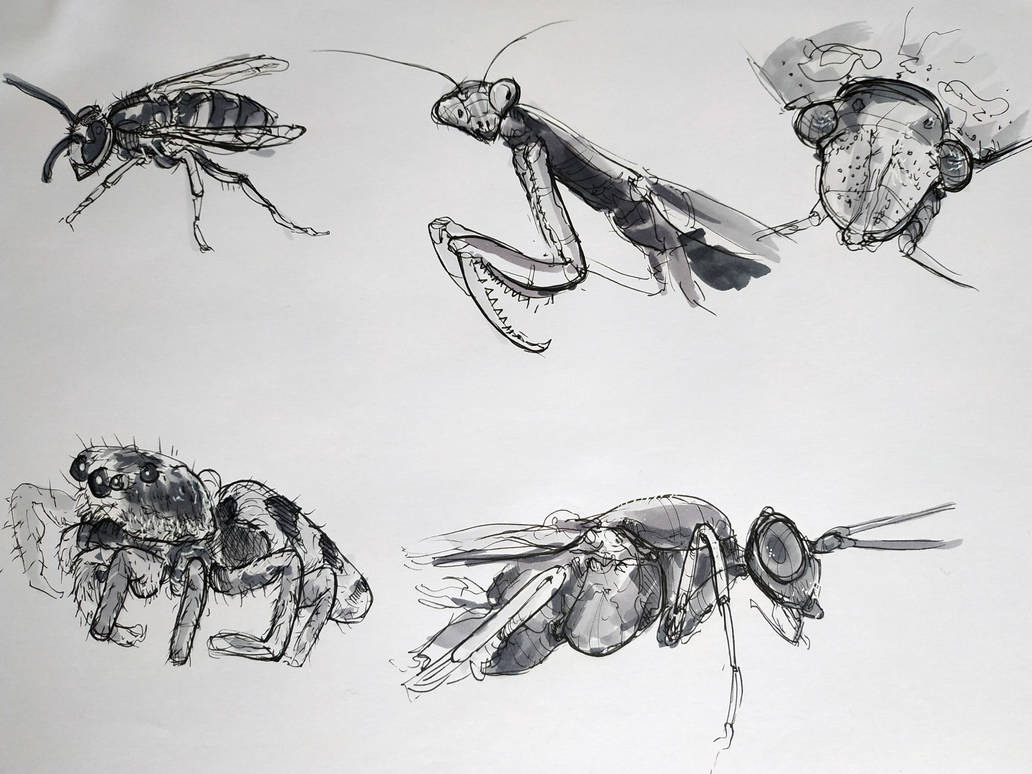 Random Insect Drawing Insects (7) - Dynamic Sketching by punknower on DeviantArt