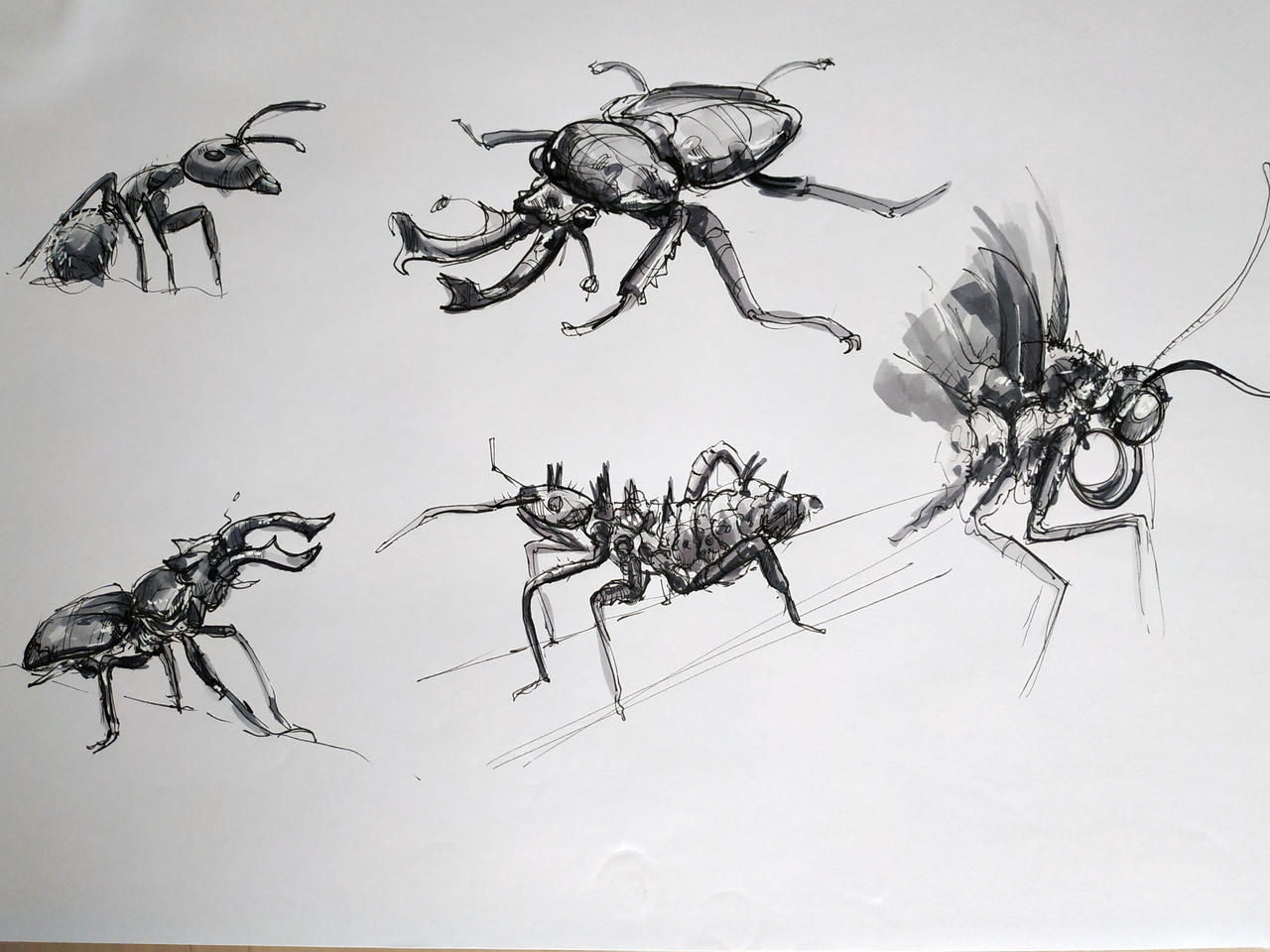 Insect Deviantart Insects (8) - Dynamic Sketching by punknower on DeviantArt