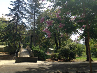 Bridge at the Park