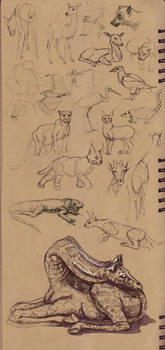 Dynamic Sketching 2 homework - At the zoo