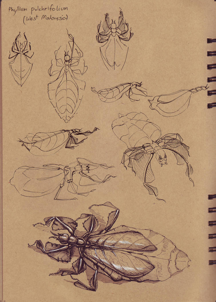 Leaf Insect Scetch Dynamic sketching 2 homework - leaf insects by Belvane on DeviantArt