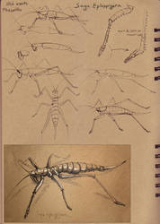 Dynamic sketching 2 homework - Saga stick insect