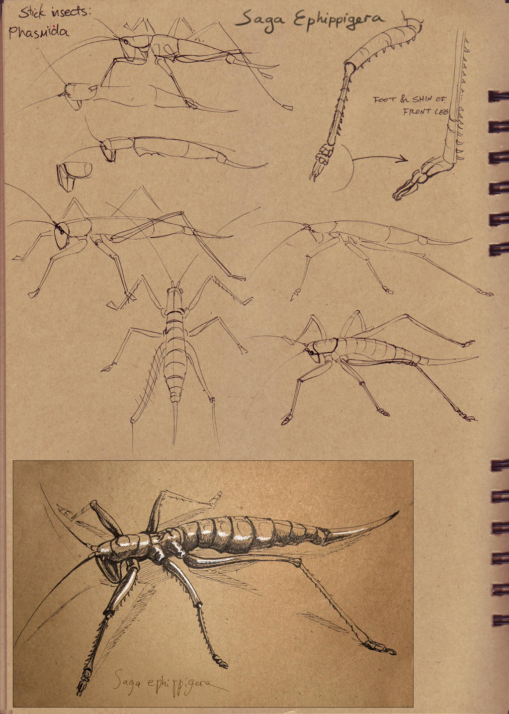 Dynamic sketching 2 homework - Saga stick insect by Belvane on DeviantArt