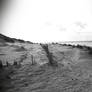 Dunes Of Ameland