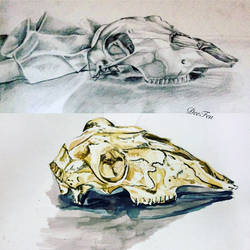 Sketch Vs Painting (Skull)