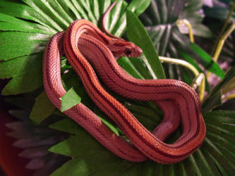 Pinstriped Cornsnake