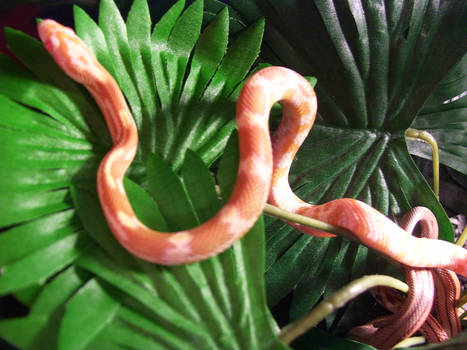 Butter Cornsnake