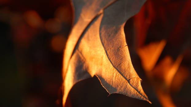 Winter Leaf