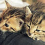 Kittens