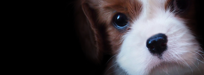 Puppy [Facebook Cover]