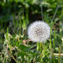 Another Dandelion