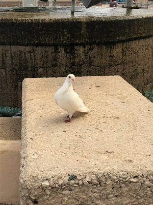 Untitled by CreativeFandomMinds Untitled by CreativeFandomMinds