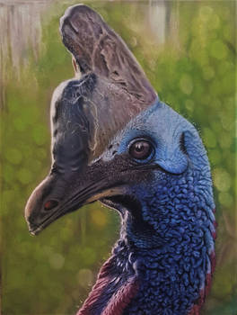 Cassowary