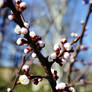 swollen buds