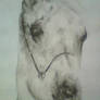 arabian horse