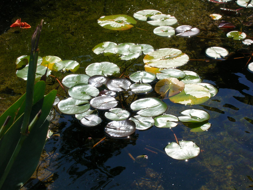 Lily Pads