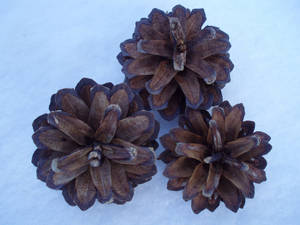 Pine cones on the snow