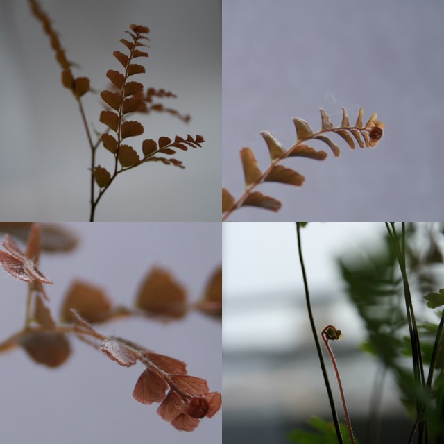 Maidenhair fern