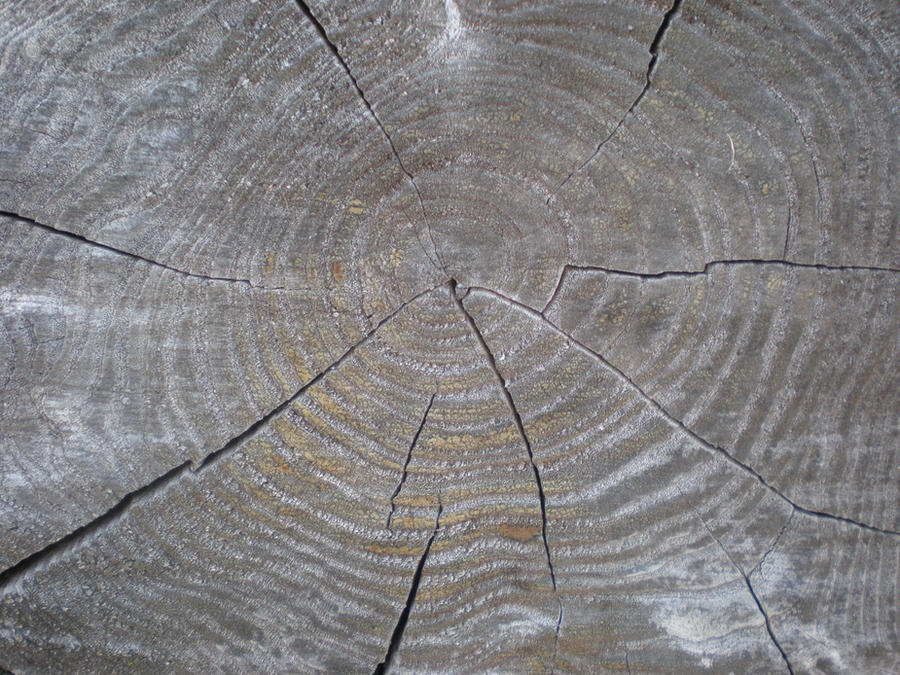 Game Tree Rings Texture Texture Tree Rings by GreenTeaDragonFly on DeviantArt