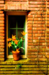 Filoli Window by enunez