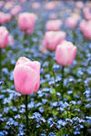 Pink Tulips by enunez