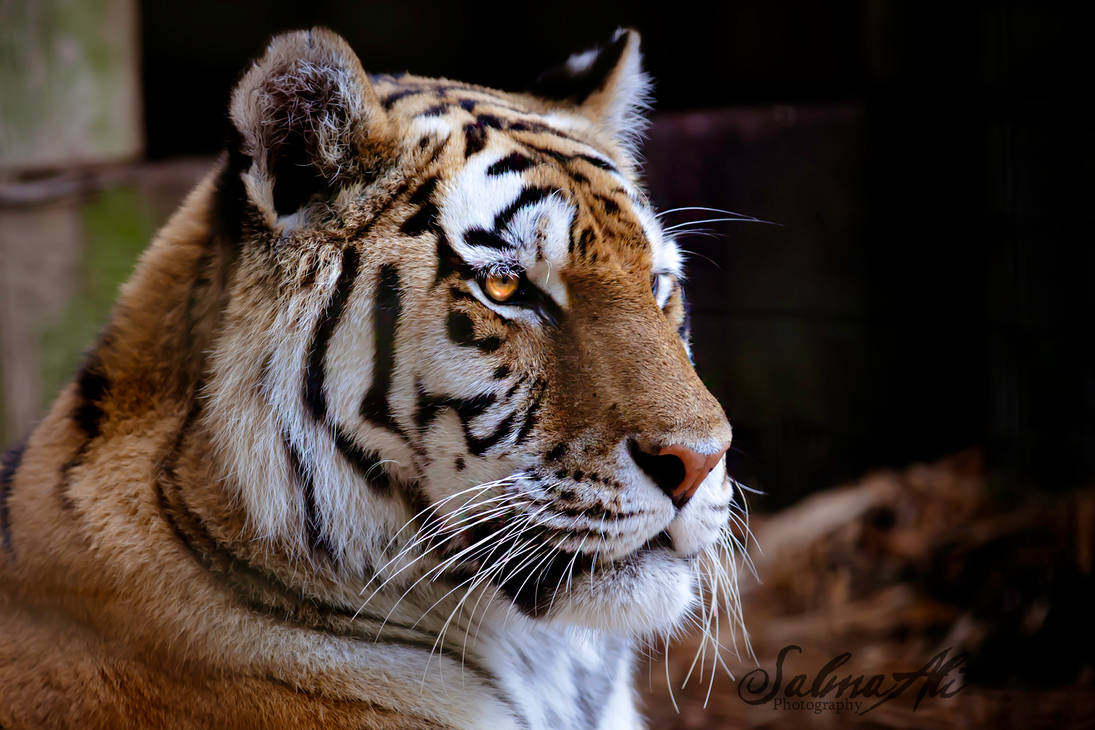 ZSL's Tiger