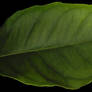 lemon tree leaf