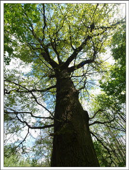 ' Giant 'Tree