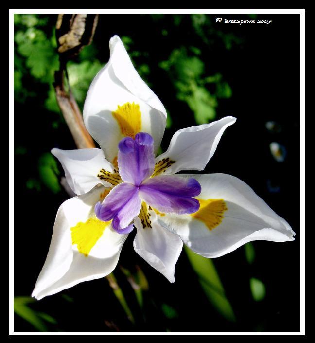 Blossoming Native Iris