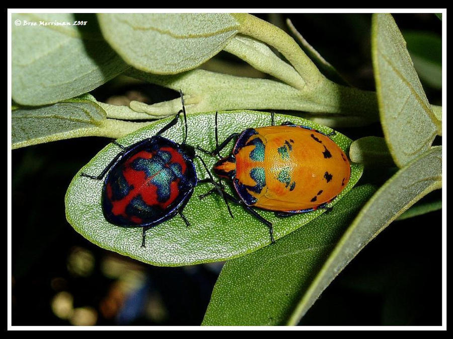 Cotten Harlequin Bugs