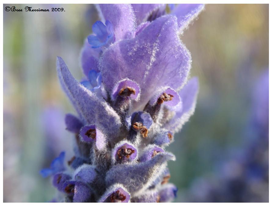 Macro Lavender