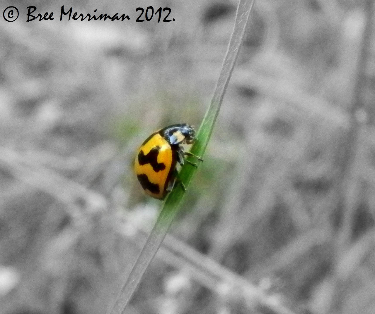 Fungus-eating Ladybird