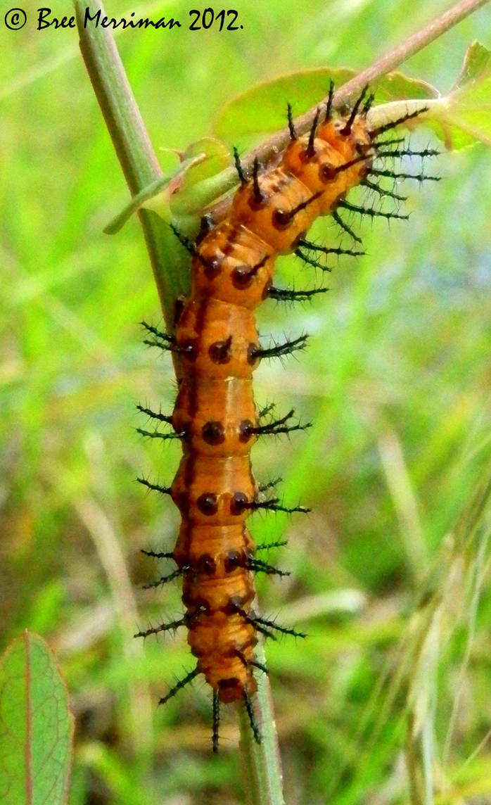 Cataflies Insect GlassWing Butterfly Catapillar by BreeSpawn on DeviantArt