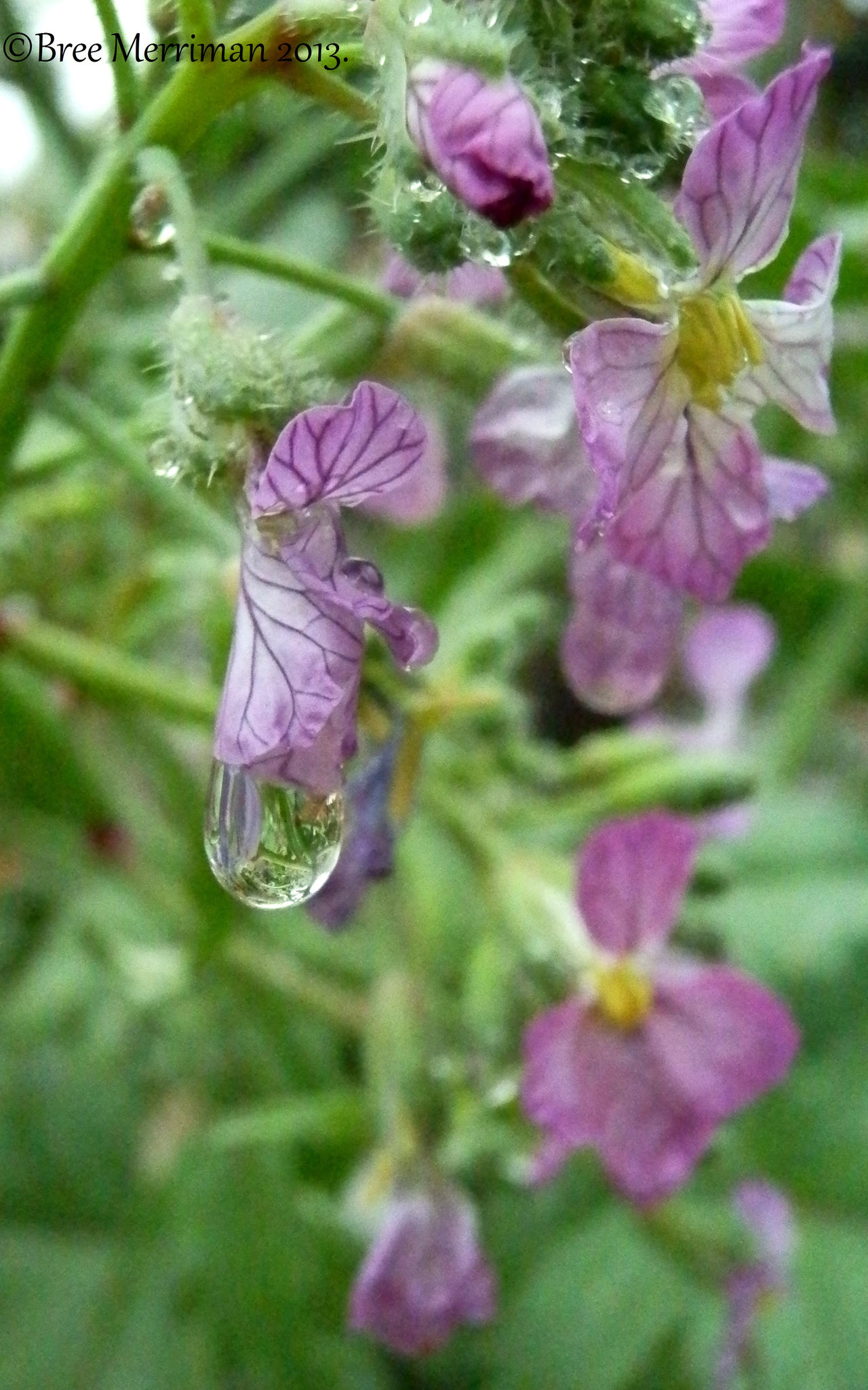 Purple Flower Drops